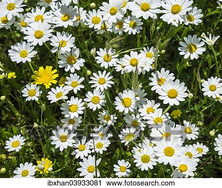 Stock Image - "Flower meadow with marguerites, Andalucia, Spain, Europe". Fotosearch