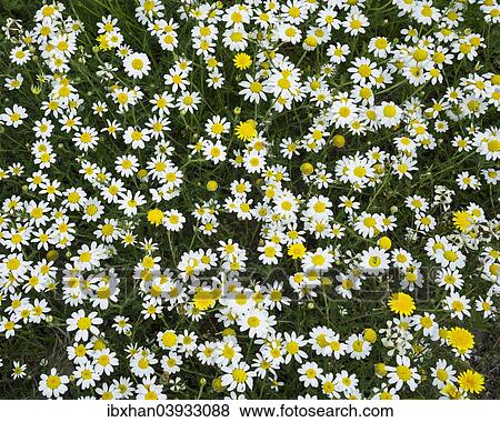 "Flower meadow with marguerites, Andalucia, Spain, Europe" View Large Photo Image Stock Photo - "Flower meadow with marguerites, Andalucia, Spain, Europe". Fotosearch