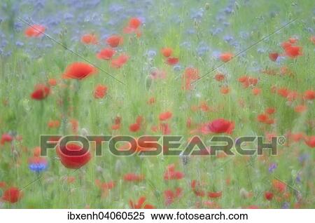 Stock Photography - "Flower meadow with Poppies (Papaver rhoeas) and Cornflowers (Centaurea cyanus), Emsland, Lower Saxony, Germany, Europe". Fotosearch