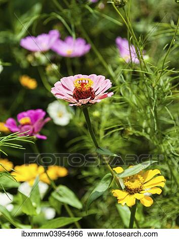 Stock Photograph - "Flower meadow with Zinnias (Zinnia violacea), India, Asia". Fotosearch