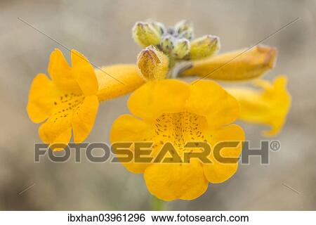 Stock Photograph - "Flower of a Argylia radiata, Pan de Azucar National Park, Atacama Region, Chile, South America". Fotosearch