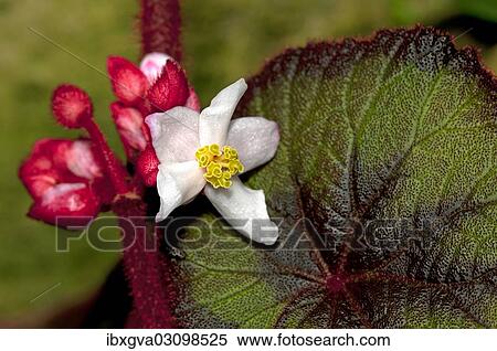 "Flower of a Begonia (Begonia sp. ), Geneva, Canton of Geneva, Switzerland, Europe" View Large Photo Image Stock Photography - "Flower of a Begonia (Begonia sp. ), Geneva, Canton of Geneva, Switzerland, Europe". Fotosearch