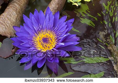 "Flower of a Cape Blue Water Lily (Nymphaea capensis), Bavaria, Germany, Europe" View Large Photo Image Stock Image - "Flower of a Cape Blue Water Lily (Nymphaea capensis), Bavaria, Germany, Europe". Fotosearch