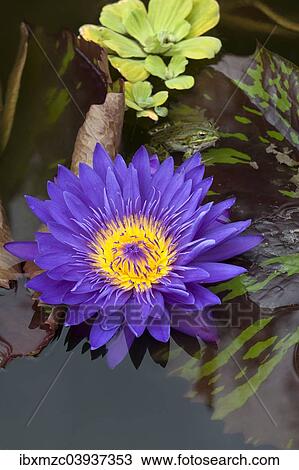 "Flower of a Cape Blue Water Lily (Nymphaea capensis), with an Edible Frog (Pelophylax esculentus) above the flower, Bavaria, Germany, Europe" View Large Photo Image Stock Image - "Flower of a Cape Blue Water Lily (Nymphaea capensis), with an Edible Frog (Pelophylax esculentus) above the flower, Bavaria, Germany, Europe". Fotosearch