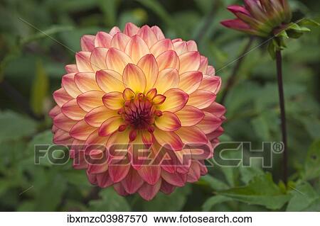 Stock Image - Flower of a Dahlia (Dahlia). Fotosearch