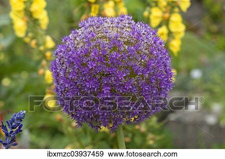 Stock Photo - "Flower of a Giant Onion or Giant Allium (Allium giganteum), Bavaria, Germany, Europe". Fotosearch