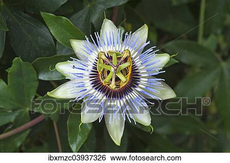"Flower of a Passion Flower (Passiflora sp. ), Bavaria, Germany, Europe" View Large Photo Image Stock Photograph - "Flower of a Passion Flower (Passiflora sp. ), Bavaria, Germany, Europe". Fotosearch