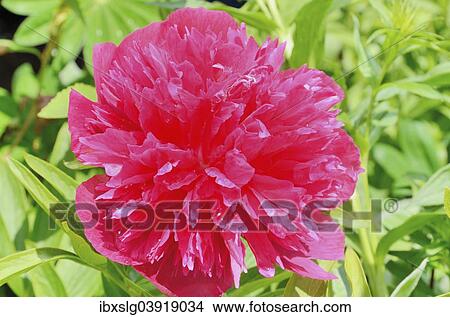 "Flower of a Peony, cultivar of a Caucasian Peony (Paeonia daurica ssp. )" View Large Photo Image Picture - "Flower of a Peony, cultivar of a Caucasian Peony (Paeonia daurica ssp. )". Fotosearch