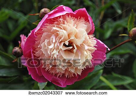 "Flower of a peony (Paeonia), with buds" View Large Photo Image Stock Photo - "Flower of a peony (Paeonia), with buds". Fotosearch