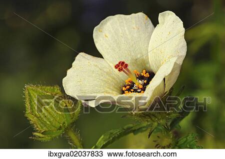 "Flower-of-an-Hour (Hibiscus trionum), Europe" View Large Photo Image Stock Image - "Flower-of-an-Hour (Hibiscus trionum), Europe". Fotosearch