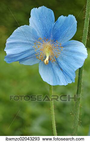 Flower of blue poppy (Meconopsis sheldonii) View Large Photo Image Stock Image - Flower of blue poppy (Meconopsis sheldonii). Fotosearch