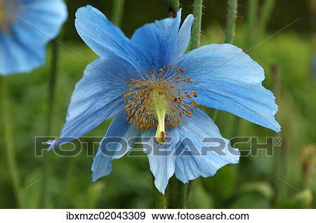 Flower of blue poppy (Meconopsis sheldonii) View Large Photo Image Stock Photo - Flower of blue poppy (Meconopsis sheldonii). Fotosearch