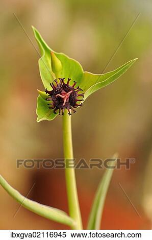 "Flower of Euphorbia halii, Namaqualand, South Africa, Africa" View Large Photo Image Stock Photography - "Flower of Euphorbia halii, Namaqualand, South Africa, Africa". Fotosearch
