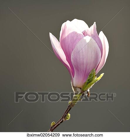 "Flower of the Tulip Magnolia (Magnolia x soulangeana), Amabilis cultivar" View Large Photo Image Stock Photo - "Flower of the Tulip Magnolia (Magnolia x soulangeana), Amabilis cultivar". Fotosearch