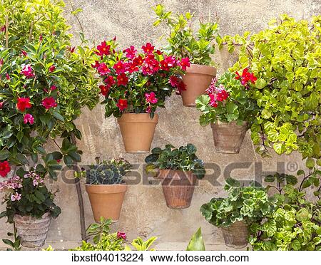 "Flower pots on a wall, Valldemossa, Majorca, Balearic Islands, Spain, Europe" View Large Photo Image Picture - "Flower pots on a wall, Valldemossa, Majorca, Balearic Islands, Spain, Europe". Fotosearch