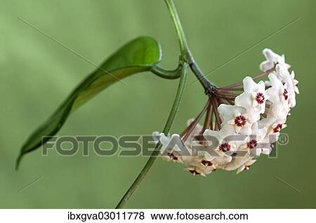 Flower umbel of a Wax Plant (Hoya carnosa) View Large Photo Image Stock Photo - Flower umbel of a Wax Plant (Hoya carnosa). Fotosearch