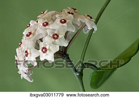 Flower umbel of a Wax Plant (Hoya carnosa) View Large Photo Image Stock Photo - Flower umbel of a Wax Plant (Hoya carnosa). Fotosearch
