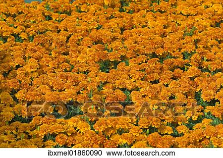 Flowerbed of French Marigolds (Tagetes patula) View Large Photo Image Stock Image - Flowerbed of French Marigolds (Tagetes patula). Fotosearch