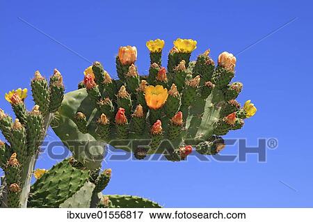 "Flowering and fruiting Prickly pear (Opuntia ficus-indica), opuntia, Indian figs" View Large Photo Image Stock Photo - "Flowering and fruiting Prickly pear (Opuntia ficus-indica), opuntia, Indian figs". Fotosearch
