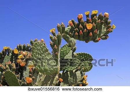 "Flowering and fruiting Prickly pear (Opuntia ficus-indica), opuntia, Indian figs" View Large Photo Image Stock Photograph - "Flowering and fruiting Prickly pear (Opuntia ficus-indica), opuntia, Indian figs". Fotosearch