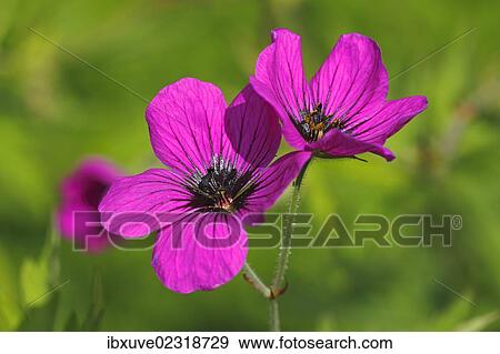 "Flowering Armenian Cranesbill (Geranium psilostemon, Geranium armenum)" View Large Photo Image Stock Photo - "Flowering Armenian Cranesbill (Geranium psilostemon, Geranium armenum)". Fotosearch
