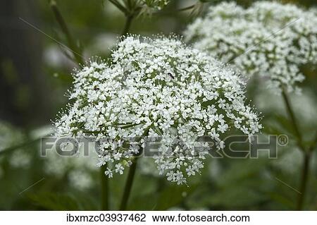 Stock Image - Flowering Ashweed or Ground Elder (Aegopodium podagraria). Fotosearch