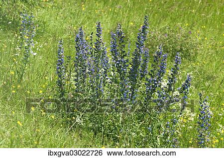 "Flowering batch of Viper's Bugloss or Blueweed (Echium vulgare), Kaiserstuhl, Baden-Wurttemberg, Germany, Europe" View Large Photo Image Stock Photograph - "Flowering batch of Viper's Bugloss or Blueweed (Echium vulgare), Kaiserstuhl, Baden-Wurttemberg, Germany, Europe". Fotosearch