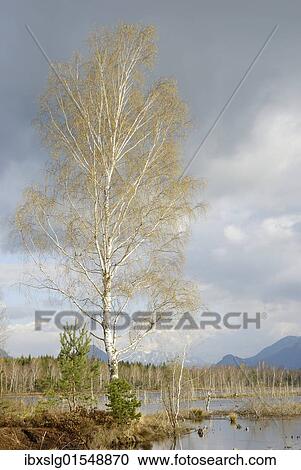 "Flowering birch trees (Betula pubescens) in moorland, Nicklheim, Bavaria, Germany, Europe" View Large Photo Image Stock Image - "Flowering birch trees (Betula pubescens) in moorland, Nicklheim, Bavaria, Germany, Europe". Fotosearch