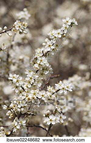 Stock Image - Flowering Blackthorn or Sloe (Prunus spinosa). Fotosearch