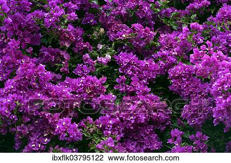 Stock Image - Flowering Bougainville or Paperflower (Bougainvillea glabra). Fotosearch