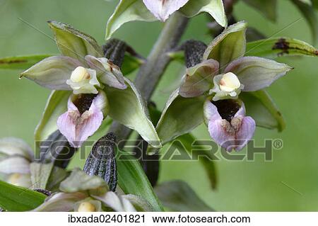 "Flowering Broad-leaved Helleborine (Epipactis helleborine), Neunkirchen in Siegerland, North Rhine-Westphalia, Germany, Europe" View Large Photo Image Stock Image - "Flowering Broad-leaved Helleborine (Epipactis helleborine), Neunkirchen in Siegerland, North Rhine-Westphalia, Germany, Europe". Fotosearch