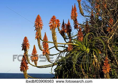 "Flowering Candelabra Aloe or Krantz Aloe (Aloe arborescens), Tsitsikamma National Park, Garden Route National Park, Cacadu District, Eastern Cape Province, South Africa, Africa" View Large Photo Image Stock Image - "Flowering Candelabra Aloe or Krantz Aloe (Aloe arborescens), Tsitsikamma National Park, Garden Route National Park, Cacadu District, Eastern Cape Province, South Africa, Africa". Fotosearch