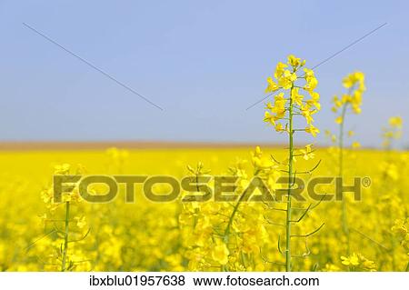 Flowering canola field (Brassica napus) View Large Photo Image Stock Photo - Flowering canola field (Brassica napus). Fotosearch