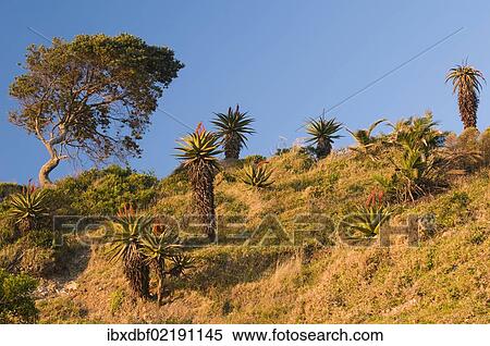 "Flowering Cape Aloe (Aloe ferox), Wild Coast, Eastern Cape, South Africa, Africa" View Large Photo Image Stock Photography - "Flowering Cape Aloe (Aloe ferox), Wild Coast, Eastern Cape, South Africa, Africa". Fotosearch