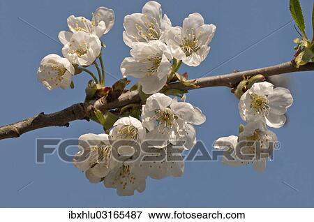 Stock Photo - "Flowering Cherry (Prunus avium), peduncle, Untergroningen, Abtsgmuend, Baden-Wurttemberg, Germany, Europe". Fotosearch