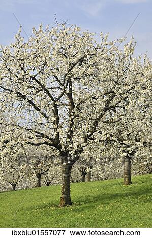 Flowering cherry trees in spring View Large Photo Image Stock Photo - Flowering cherry trees in spring. Fotosearch