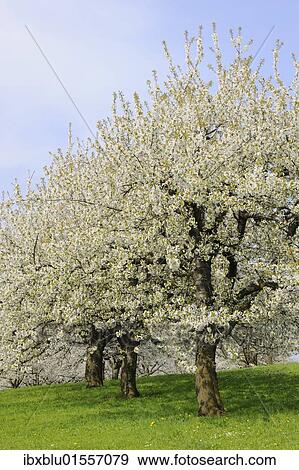 Flowering cherry trees in spring View Large Photo Image Stock Photo - Flowering cherry trees in spring. Fotosearch