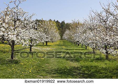 "Flowering cherry trees, wild cherry, sweet cherry (Prunus avium), Wohlmannsgesees, municipality of Wiesenttal, Little Switzerland, Upper Franconia, Franconia, Bavaria, Germany, Europe" View Large Photo Image Stock Image - "Flowering cherry trees, wild cherry, sweet cherry (Prunus avium), Wohlmannsgesees, municipality of Wiesenttal, Little Switzerland, Upper Franconia, Franconia, Bavaria, Germany, Europe". Fotosearch
