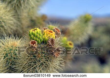 "Flowering Cholla Cactus, Cholla Cactus Garden, Joshua Tree National Park, Desert Center, California, USA" View Large Photo Image Stock Photo - "Flowering Cholla Cactus, Cholla Cactus Garden, Joshua Tree National Park, Desert Center, California, USA". Fotosearch