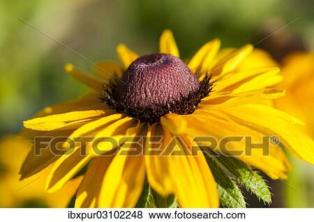 "Flowering Coneflower or Black-eyed-susan (Rudbeckia), yellow, Saxony, Germany, Europe" View Large Photo Image Stock Photo - "Flowering Coneflower or Black-eyed-susan (Rudbeckia), yellow, Saxony, Germany, Europe". Fotosearch