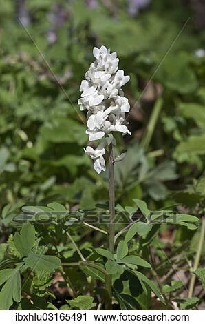 "Flowering Corydalis (Corydalis cava), white colour variant, Untergroningen, Abtsgmuend, Baden-Wurttemberg, Germany, Europe" View Large Photo Image Stock Image - "Flowering Corydalis (Corydalis cava), white colour variant, Untergroningen, Abtsgmuend, Baden-Wurttemberg, Germany, Europe". Fotosearch