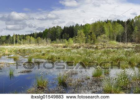 "Flowering cotton grass (Eriophorum angustifolium) in moorland, Nicklheim, Bavaria, Germany, Europe" View Large Photo Image Stock Image - "Flowering cotton grass (Eriophorum angustifolium) in moorland, Nicklheim, Bavaria, Germany, Europe". Fotosearch