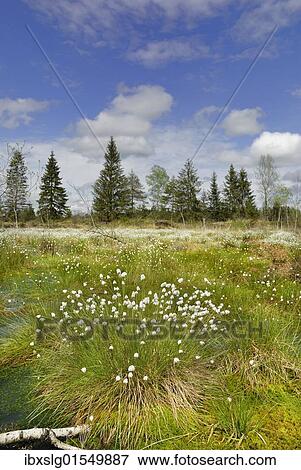 "Flowering cotton grass (Eriophorum angustifolium) in moorland, Nicklheim, Bavaria, Germany, Europe" View Large Photo Image Stock Photo - "Flowering cotton grass (Eriophorum angustifolium) in moorland, Nicklheim, Bavaria, Germany, Europe". Fotosearch