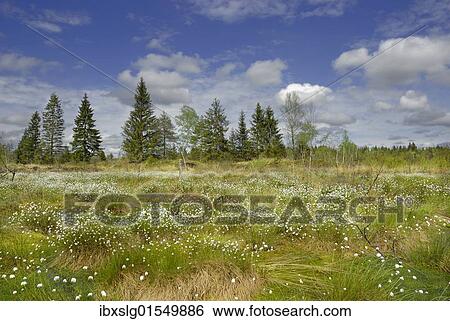 "Flowering cotton grass (Eriophorum angustifolium) in moorland, Nicklheim, Bavaria, Germany, Europe" View Large Photo Image Stock Photograph - "Flowering cotton grass (Eriophorum angustifolium) in moorland, Nicklheim, Bavaria, Germany, Europe". Fotosearch