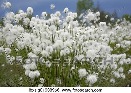 "Flowering cotton grass (Eriophorum), Koller Filze bog, Nicklheim, Bavaria, Germany, Europe" View Large Photo Image Stock Photograph - "Flowering cotton grass (Eriophorum), Koller Filze bog, Nicklheim, Bavaria, Germany, Europe". Fotosearch