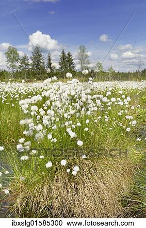 "Flowering Cottongrass, Cotton-grass or Cottonsedge (Eriophorum sp. ) in raised bog wetlands, Nicklheim, Bavaria, Germany, Europe" View Large Photo Image Stock Image - "Flowering Cottongrass, Cotton-grass or Cottonsedge (Eriophorum sp. ) in raised bog wetlands, Nicklheim, Bavaria, Germany, Europe". Fotosearch