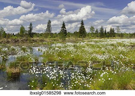 "Flowering Cottongrass, Cotton-grass or Cottonsedge (Eriophorum sp. ) in raised bog wetlands, Nicklheim, Bavaria, Germany, Europe" View Large Photo Image Stock Photo - "Flowering Cottongrass, Cotton-grass or Cottonsedge (Eriophorum sp. ) in raised bog wetlands, Nicklheim, Bavaria, Germany, Europe". Fotosearch