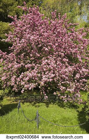 Picture - "Flowering crab-apple tree in spring, Quebec, Canada, North America". Fotosearch