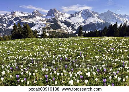 Stock Photo - "Flowering crocus meadow at the Gurnigel pass, Bernese Alps with Mt Nunenenflue at the back, Gantrisch, Ochsen, Canton of Bern, Switzerland, Europe". Fotosearch