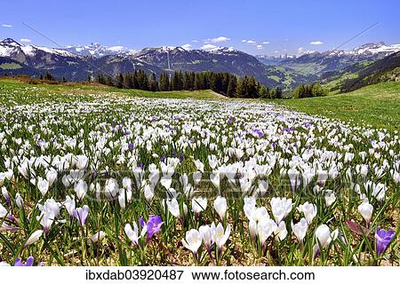 Stock Photo - "Flowering crocus meadow near Les Diablerets with views of the Dents du Midi, Cornette de Bise, Tour d'Ai, Canton of Vaud, Switzerland, Europe". Fotosearch